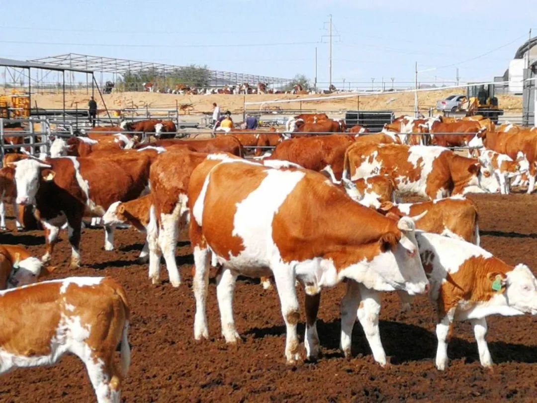 内蒙古赤峰天山的牛,通辽的牛和赤峰的牛区别
