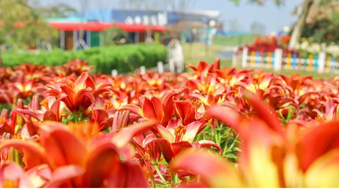 盐城发色,盐城代表颜色