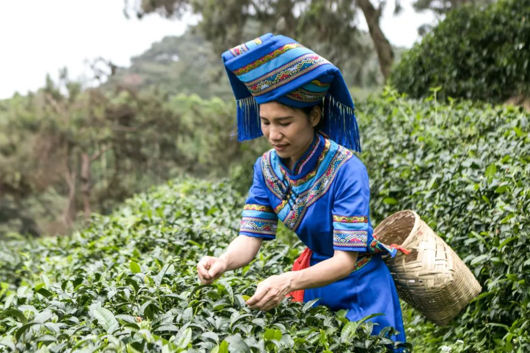 旅游推介路线|旅游+休闲农业体验一日游