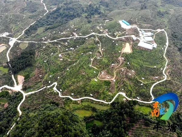 产业兴旺领航乡村振兴——平塘县特色农业产业发展综述