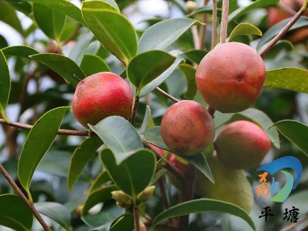 产业兴旺领航乡村振兴——平塘县特色农业产业发展综述