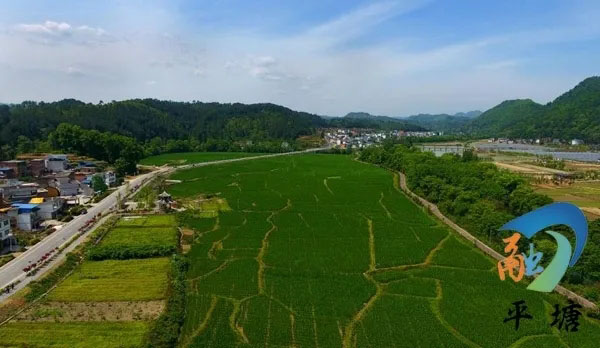 产业兴旺领航乡村振兴——平塘县特色农业产业发展综述