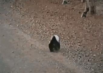 大蟒蛇跟蜜獾,蜜獾捕食大蟒蛇