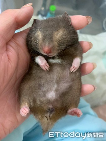 昨晚喝太多!鼠宝睡成黑糖Q麻糬 「扶起又软掉」坚持赖床