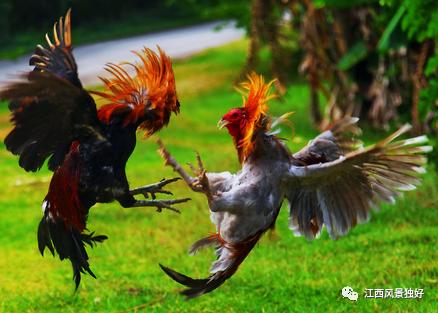江西崇仁县麻鸡店,正宗江西崇仁麻鸡