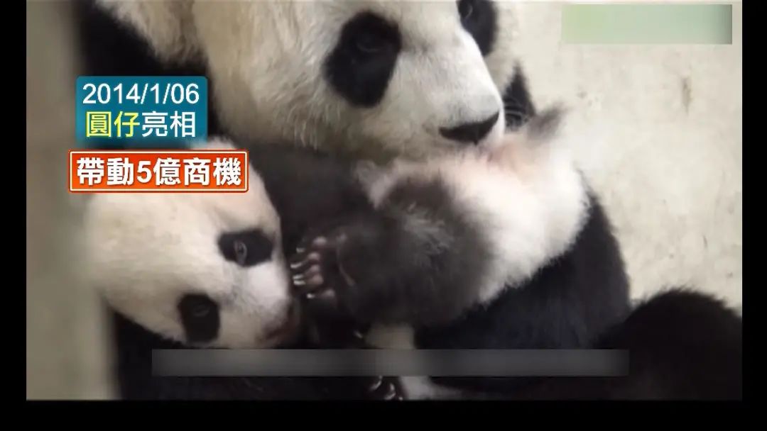 熊猫圆仔圆宝能回大陆了吗,大熊猫国宝亮相