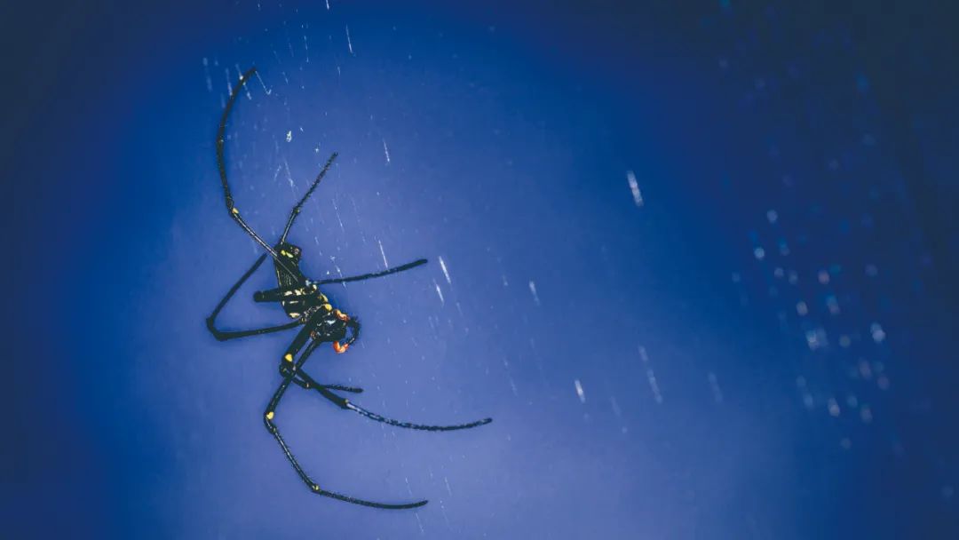 蜘蛛雨的形成,蜘蛛雨是什么样子