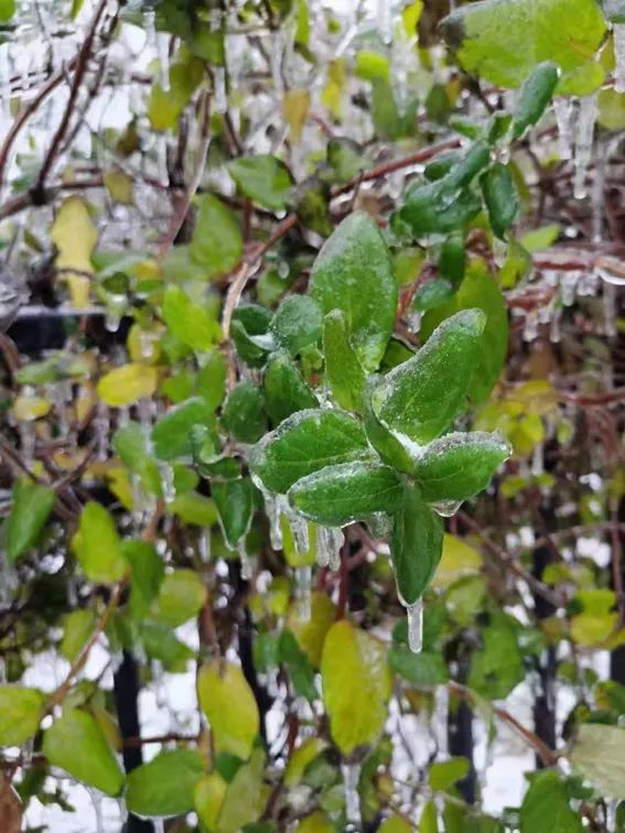 延边滑雪东北已率先进入雪季,延边开启滑雪季快来嗨翻冬天