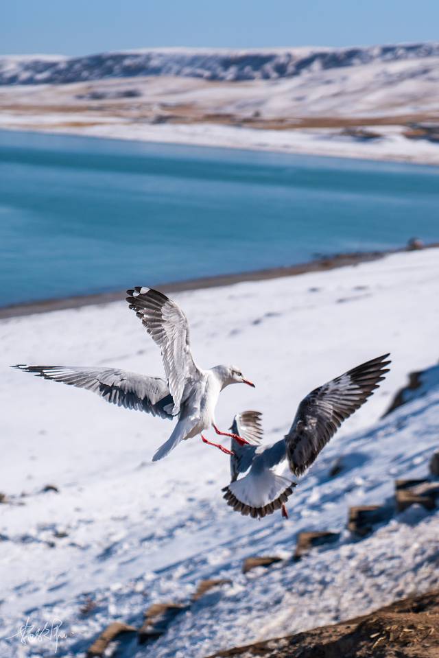 青海玉树旅游攻略,青海南大门三江源头