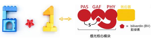 细菌“光系魔法”助力手机智能医疗