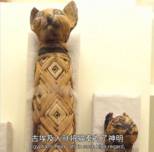 猫的咕噜声能缓解紧张吗,猫的咕噜噜声能够帮助长高吗