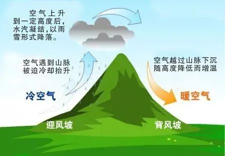 林子大了什么鸟都有下一句是什么,林子大了啥鸟都有讽刺图片