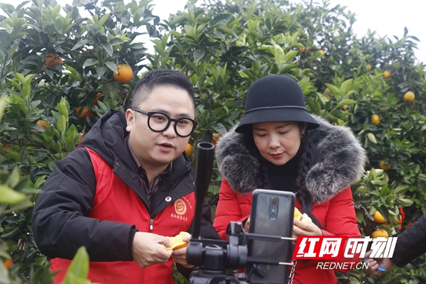 新宁县脐橙现状,湖南新宁脐橙果园