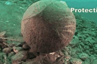 章鱼嘟嘴是真的吗,章鱼嘟嘟嘟