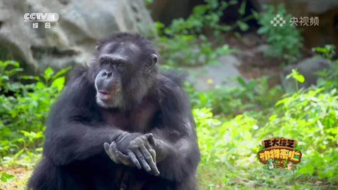 谁是动物界的“最强甩干机”？今天18:00档，CCTV-1《正大综艺·动物来啦》为你揭晓→