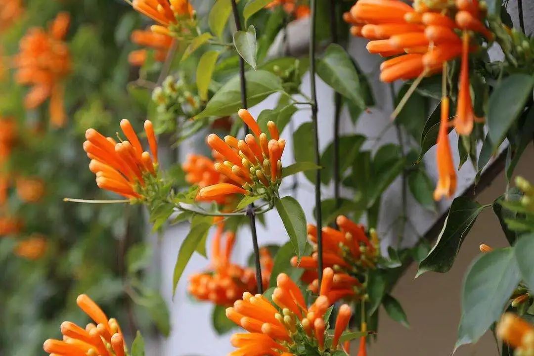 昆明春城风光秀,昆明春城秀小视频