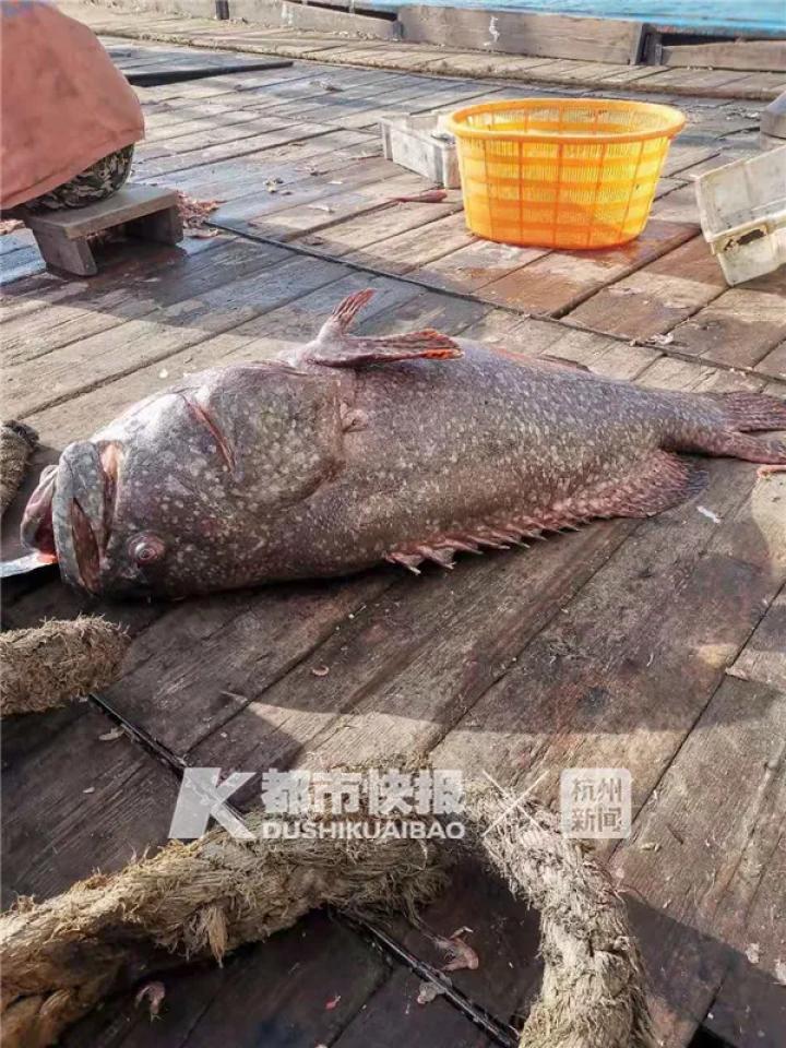 渔民捕获野生石斑鱼价格近两万元,舟山石斑鱼什么价位