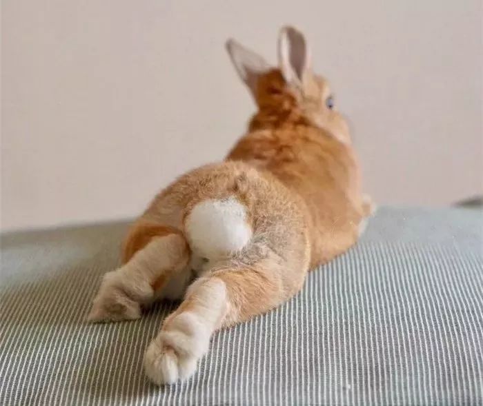 日本“性感小屁屁大赛”，300万网友围观点赞：屁屁虽好，不要贪摸哦