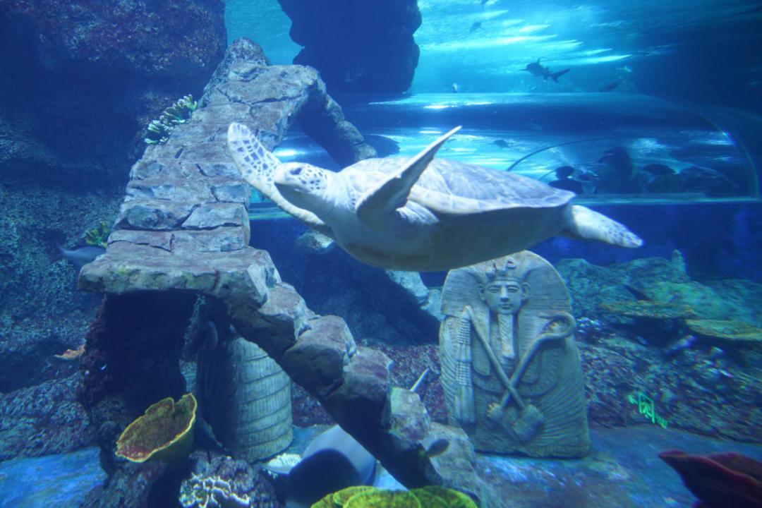 对海龟有哪些发现或了解,救海龟海龟会流泪吗