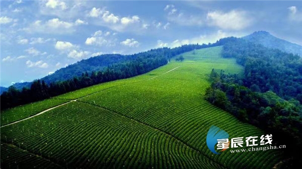 精彩芙蓉扬帆自贸④|湖南省茶业集团:吹向世界的三湘茶香