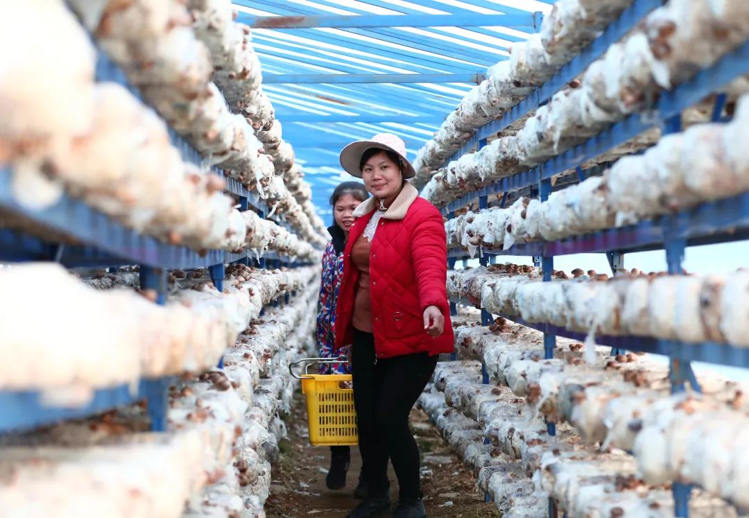 【关注】我县香菇产业飞上《人民日报》，看美味香菇如何做出可口菜肴！