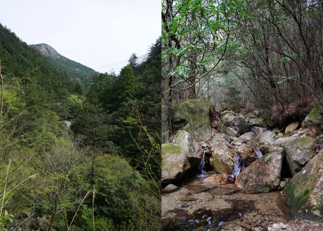 丽水发现百山祖角蟾数量,百山祖角蟾发现的过程