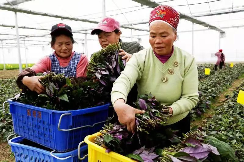 贵州黄平:林下经济产业旺,唱响“山”歌增收曲