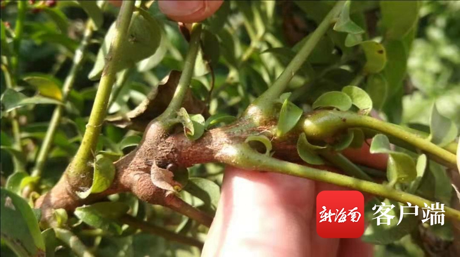 海南省濒危动物,海南省濒临灭绝药用植物