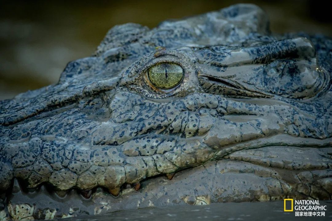 槌勯奔鑱屼笟鐚庝汉,槌勯奔鐚庝汉骞磋柂