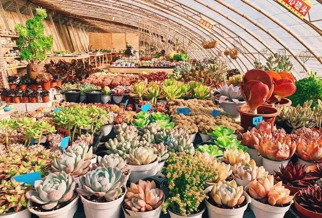 春节不打烊随心玩,内蒙古就地过年