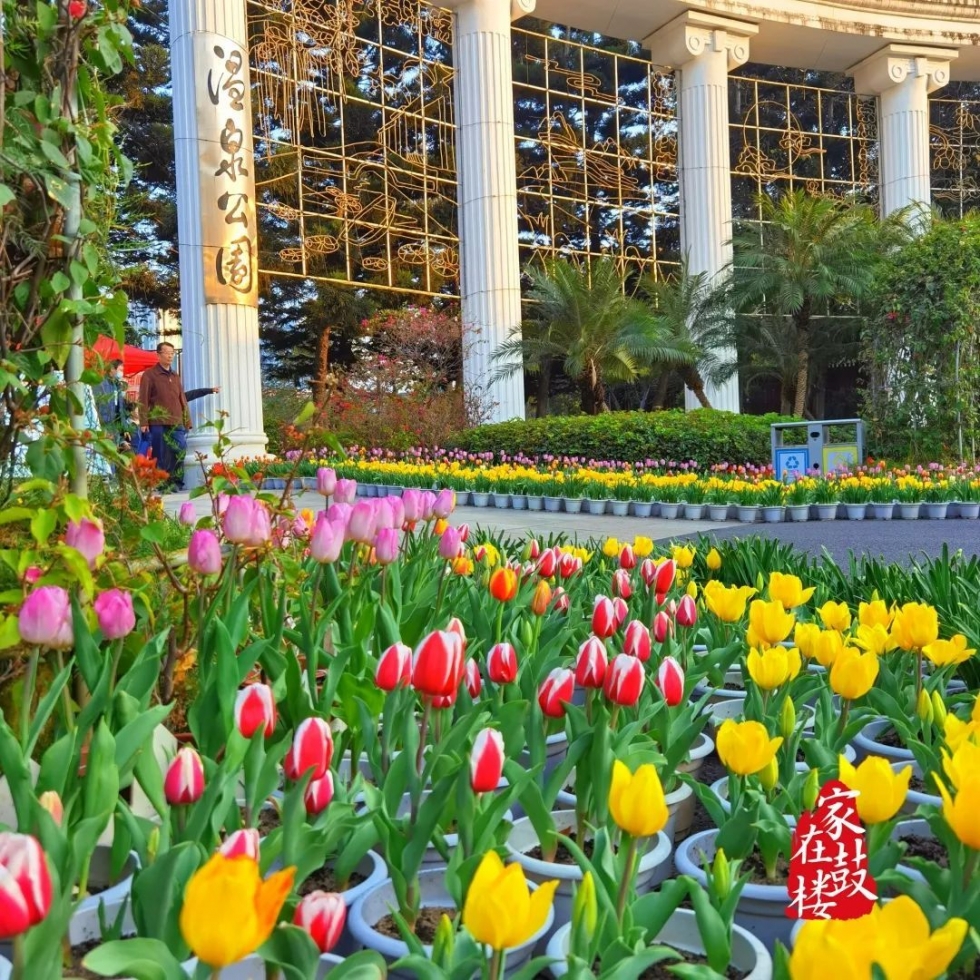 福州郁金香沙滩公园,福州温泉公园郁金香盛开
