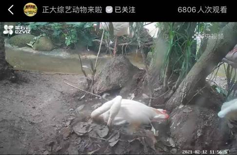 动物们已就位,央视频邀你一起“云”逛动物园