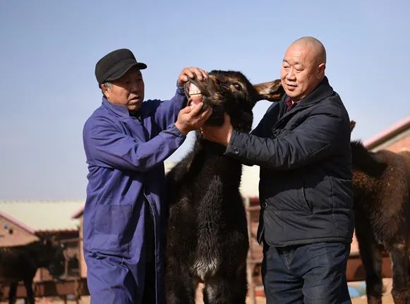 宣化球团厂,宣化球团厂图片