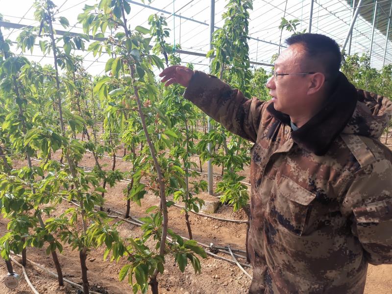 栖霞庙后樱桃大棚,栖霞市庙后镇果树技术推广站