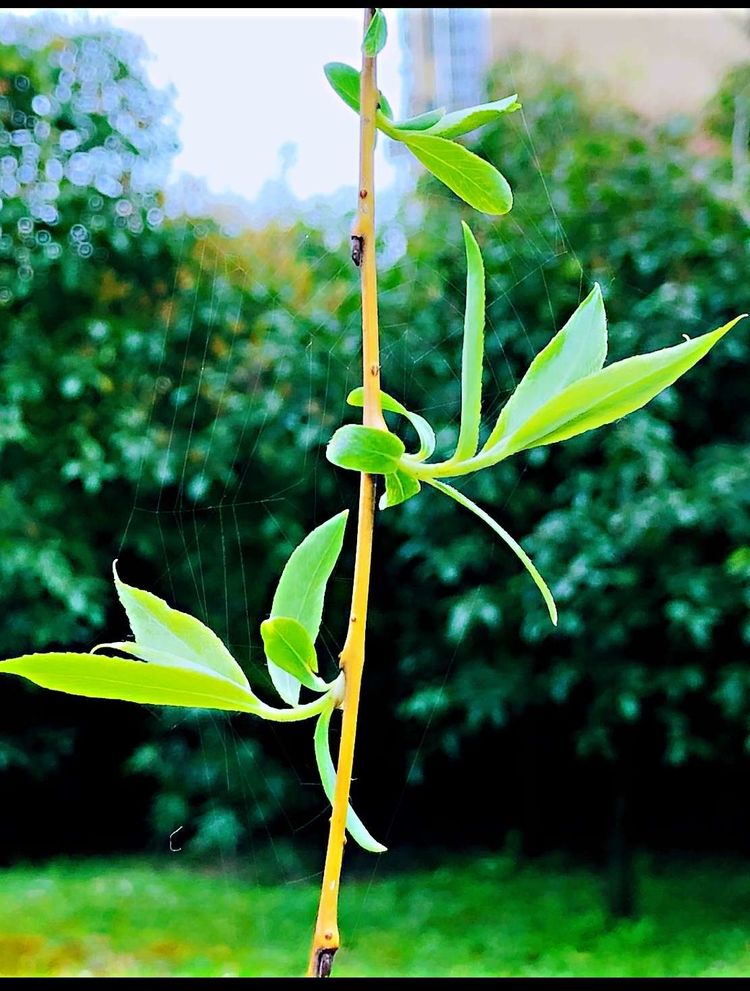 执手春天灼灼其华——咔嚓社最美遇见之寻找校园春意篇