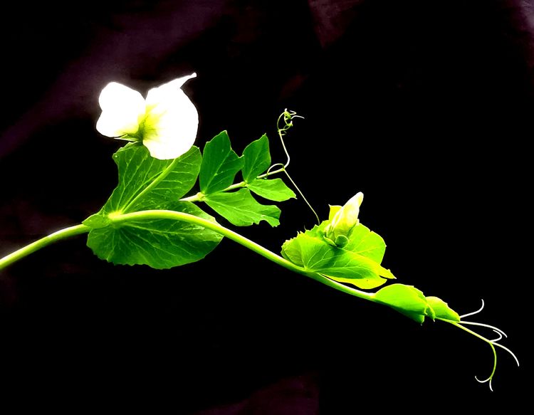 执手春天灼灼其华——咔嚓社最美遇见之寻找校园春意篇