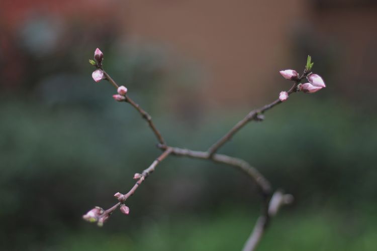 执手春天灼灼其华——咔嚓社最美遇见之寻找校园春意篇