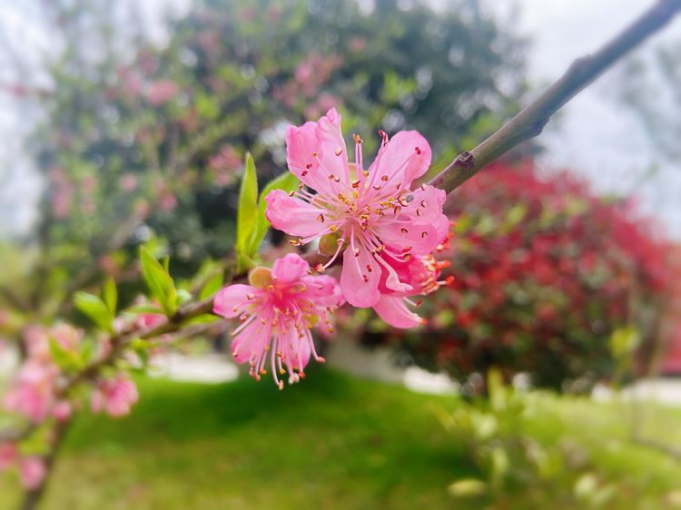 执手春天灼灼其华——咔嚓社最美遇见之寻找校园春意篇