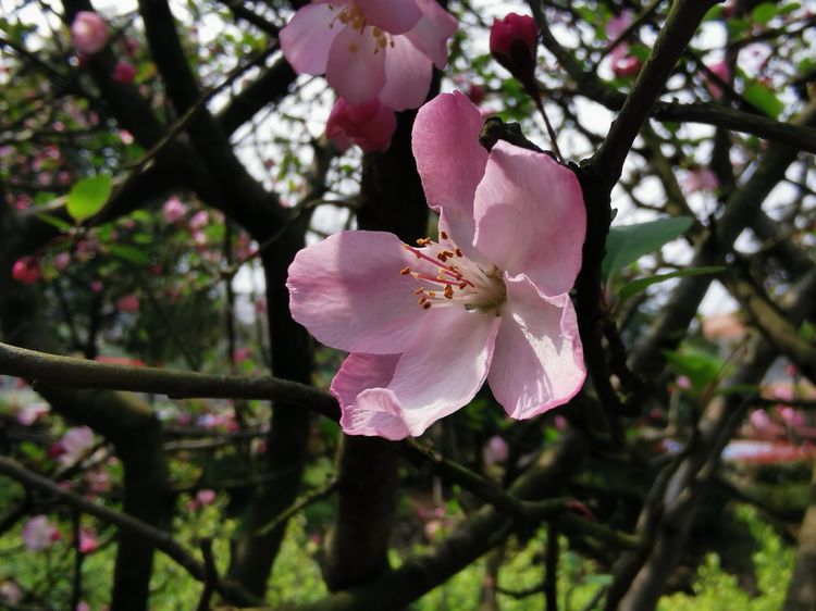 执手春天灼灼其华——咔嚓社最美遇见之寻找校园春意篇