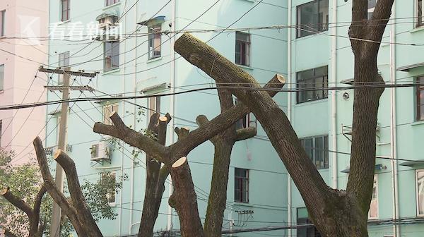 老旧小区改造中的大树被砍伐,小区绿化破坏了如何补救