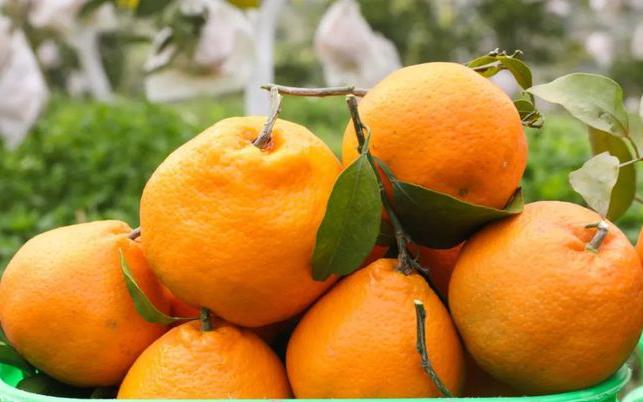 武胜大雅柑推荐,武胜大雅柑熟了