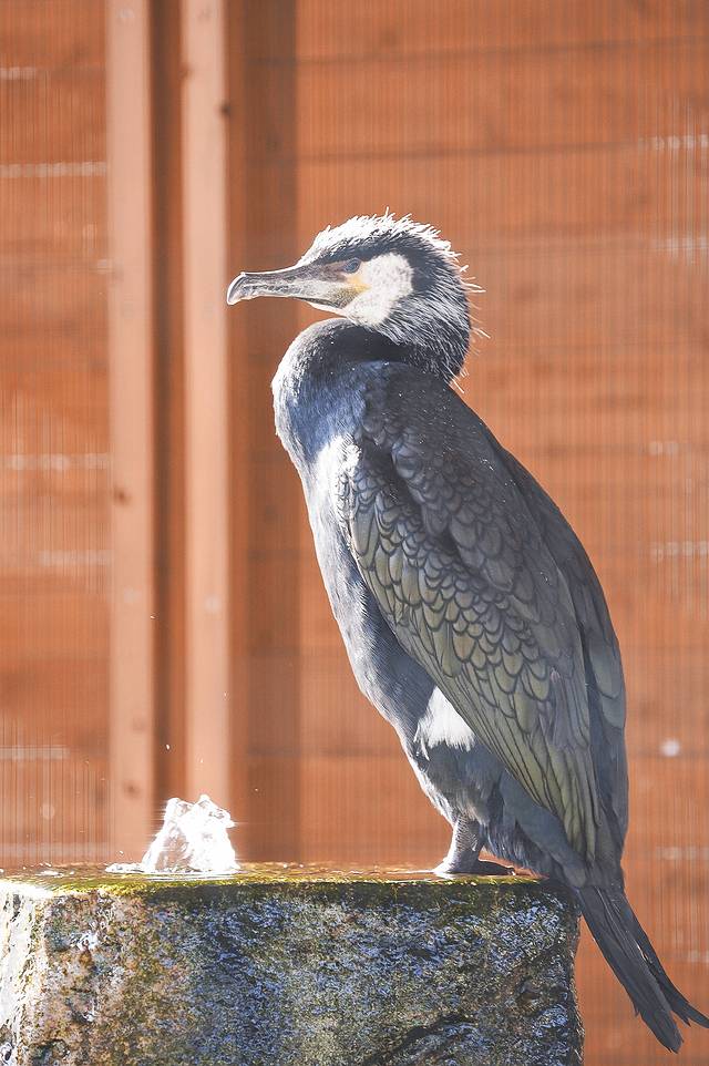 日本山口县十大旅游景点,日本山口风景区有哪些景点