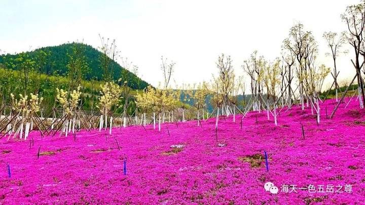 清明时节万物清新,清明万物新