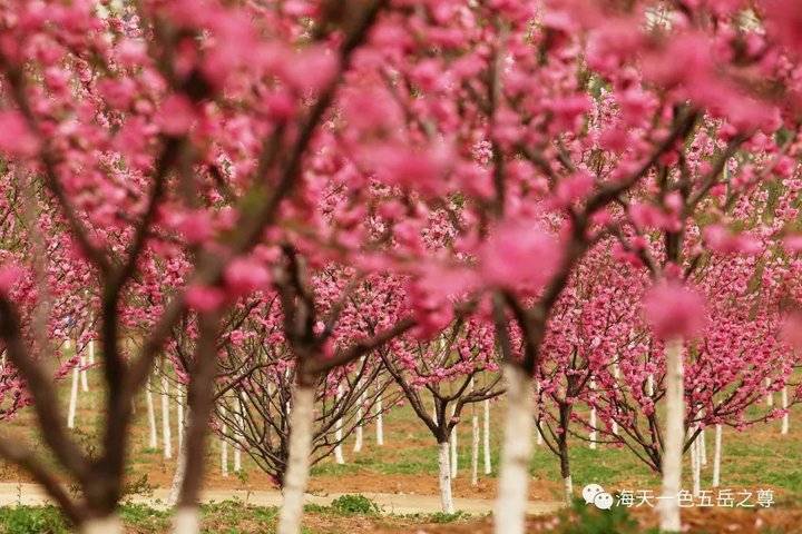 清明时节万物清新,清明万物新