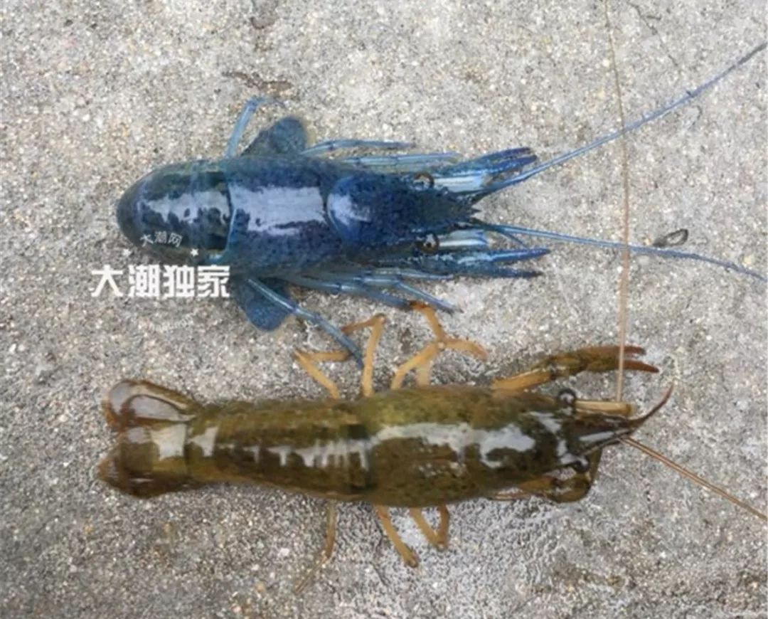 濂冲瓙瀹朵腑鎯婄幇绁炵鐢熺墿,濂冲瓙鍙戠幇鏌滃瓙閲屾湁鎬０