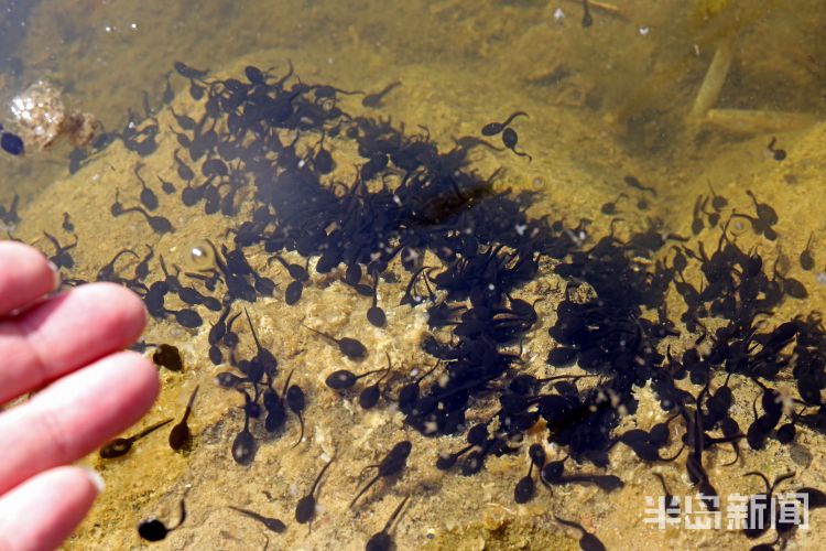 蟾蜍幼崽是蝌蚪吗,蟾蜍卵孵化成蝌蚪