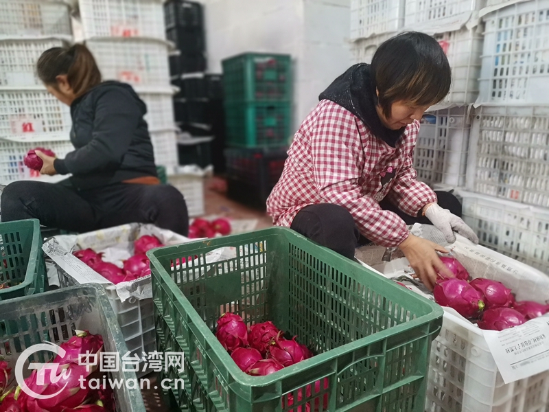 娼崡鍙版咕鍐滄皯鍒涗笟鍥伀榫欐灉鍩哄湴,绂忔竻鍙版咕鍐滄皯鍒涗笟鍥伀榫欐灉