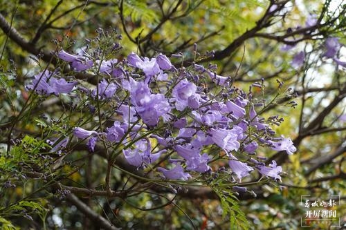 昆明蓝花楹观赏攻略,昆明六月蓝花楹最佳观赏地