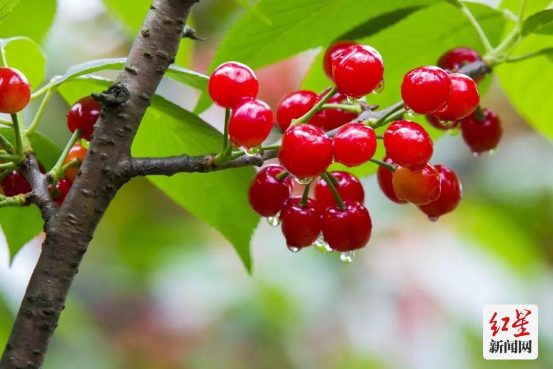 蒲江周边一小时玩耍地方,成都蒲江附近游玩的地方推荐