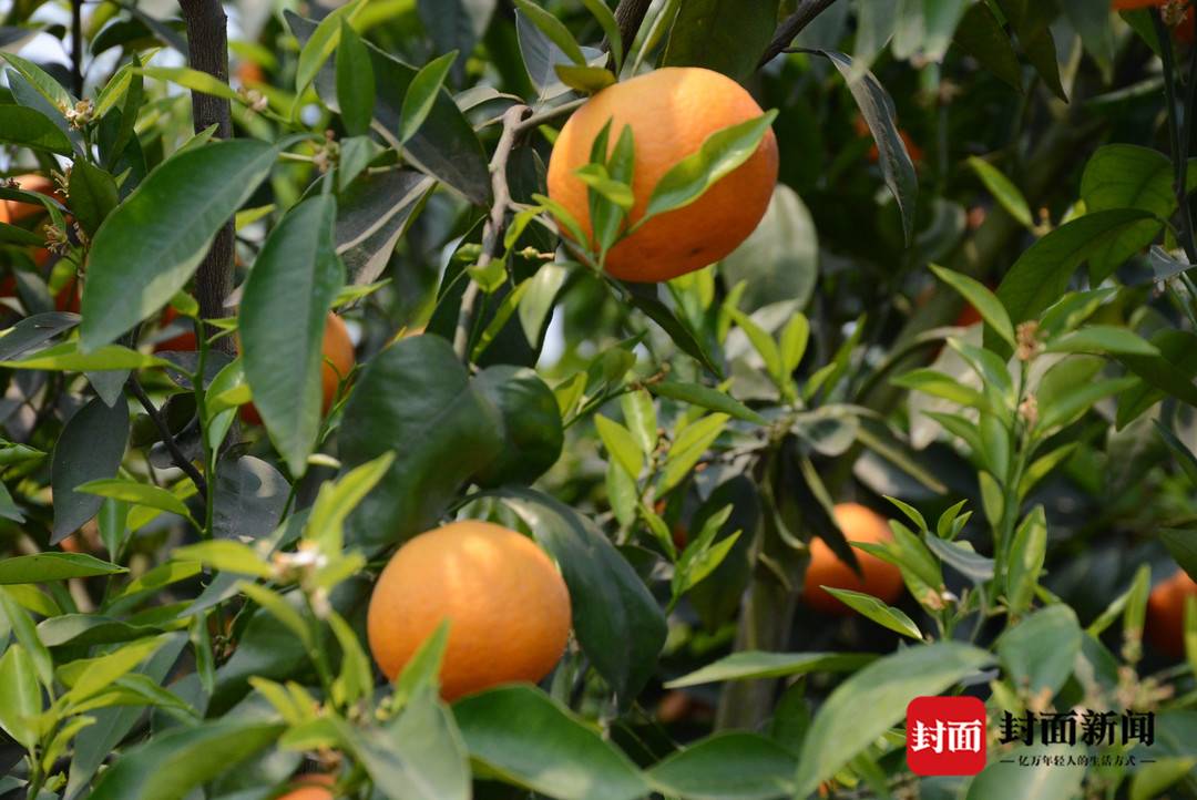 井研柑橘果园,井研柑橘之乡